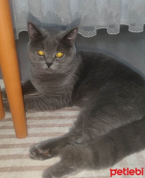 British Shorthair, Kedi  Miya fotoğrafı
