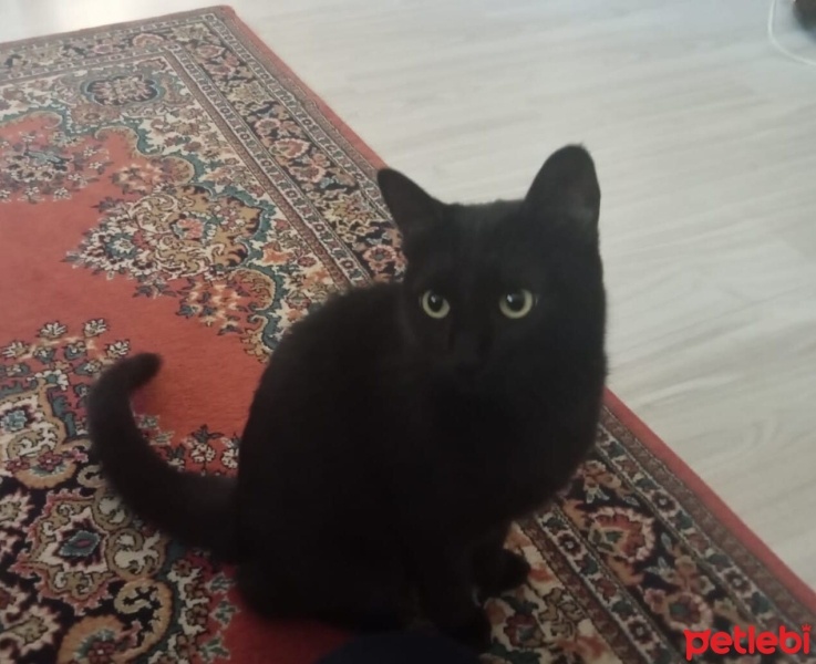 Bombay, Kedi  Mırnav fotoğrafı