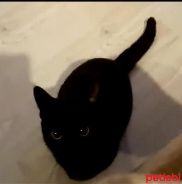 Bombay, Kedi  Mırnav fotoğrafı