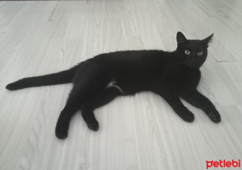Bombay, Kedi  Mırnav fotoğrafı
