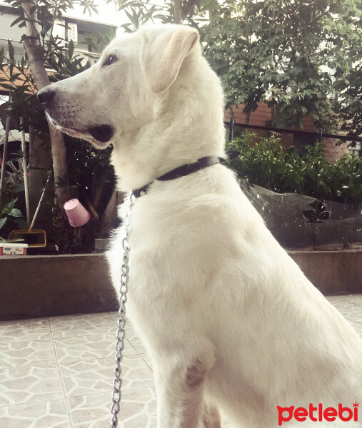 Akbaş, Köpek  Chivas fotoğrafı