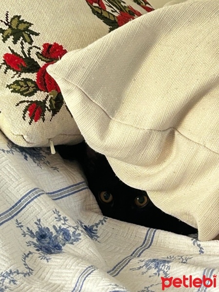 Tekir Kedi, Kedi  Pekmez fotoğrafı