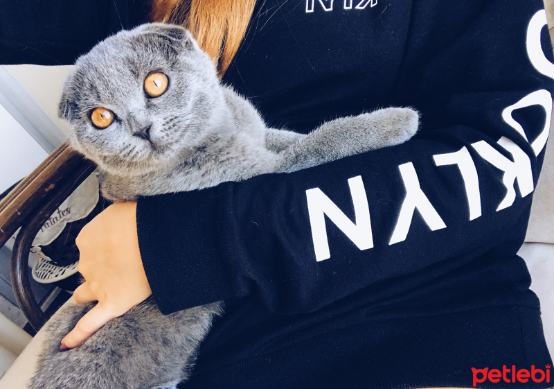 Scottish Fold, Kedi  Ceku fotoğrafı