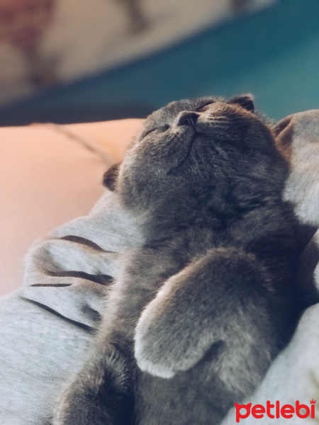 Scottish Fold, Kedi  Ceku fotoğrafı