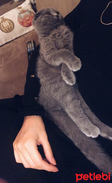 Scottish Fold, Kedi  Ceku fotoğrafı