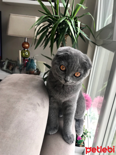 Scottish Fold, Kedi  Ceku fotoğrafı
