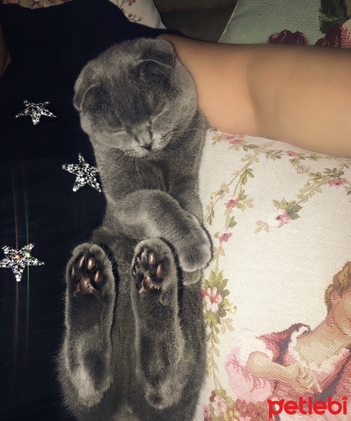 Scottish Fold, Kedi  Ceku fotoğrafı