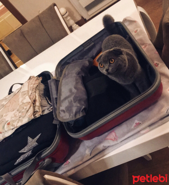 Scottish Fold, Kedi  Ceku fotoğrafı