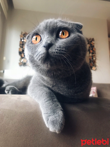 Scottish Fold, Kedi  Ceku fotoğrafı