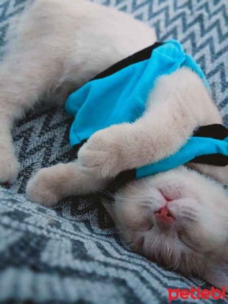 British Shorthair, Kedi  Badem fotoğrafı