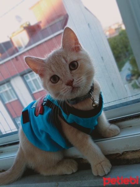 British Shorthair, Kedi  Badem fotoğrafı