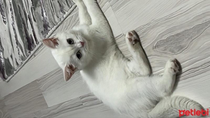 British Longhair, Kedi  Hera fotoğrafı