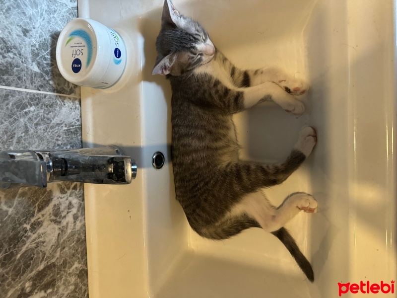 Tekir Kedi, Kedi  5 adet yavru kedi (3.5aylık) fotoğrafı