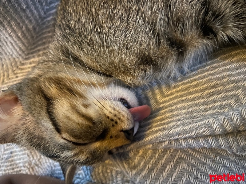 Tekir Kedi, Kedi  5 adet yavru kedi (3.5aylık) fotoğrafı