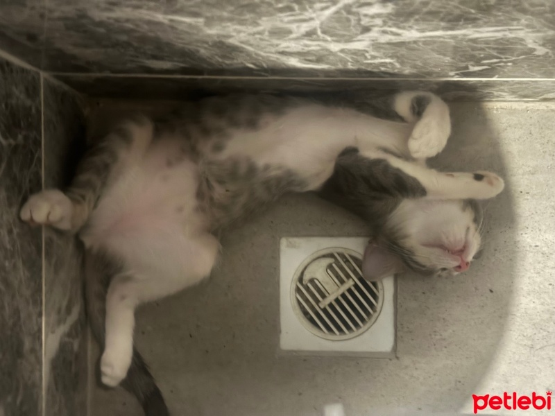 Tekir Kedi, Kedi  5 adet yavru kedi (3.5aylık) fotoğrafı