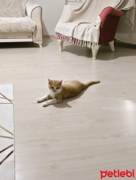 Scottish Fold, Kedi  Pamuk ve lokum fotoğrafı