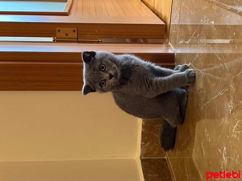 Scottish Fold, Kedi  Oscar fotoğrafı