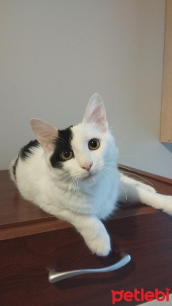 Tekir Kedi, Kedi  carlos fotoğrafı