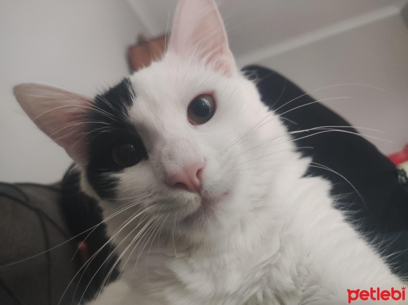 Tekir Kedi, Kedi  carlos fotoğrafı