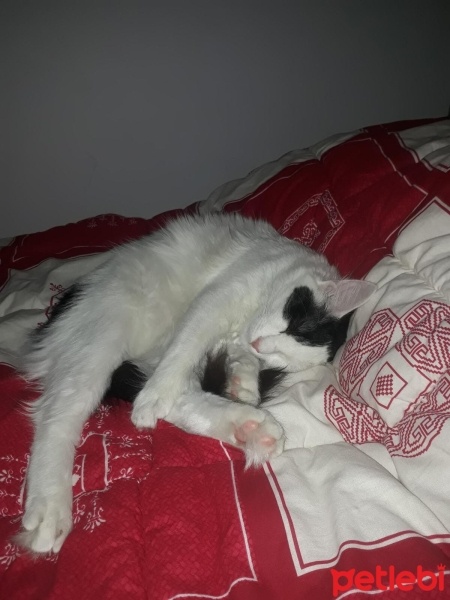 Tekir Kedi, Kedi  carlos fotoğrafı