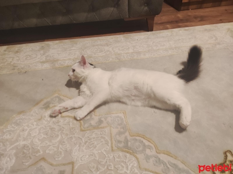 Tekir Kedi, Kedi  carlos fotoğrafı