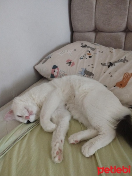 Tekir Kedi, Kedi  carlos fotoğrafı