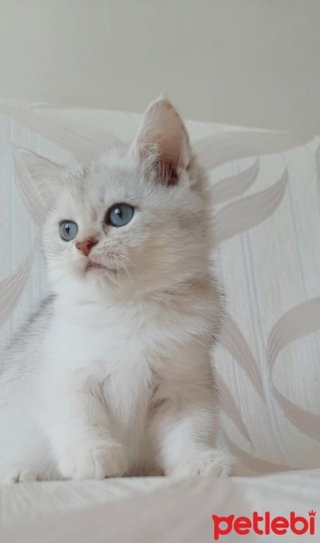 British Shorthair, Kedi  Lokum fotoğrafı