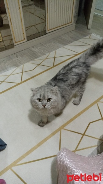 Chinchilla, Kedi  Rıfkı fotoğrafı
