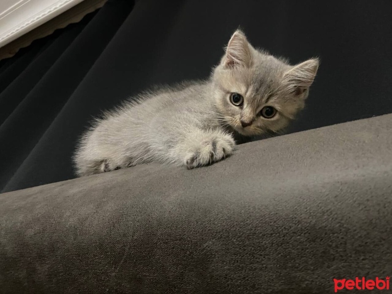 British Shorthair, Kedi  Megatron fotoğrafı