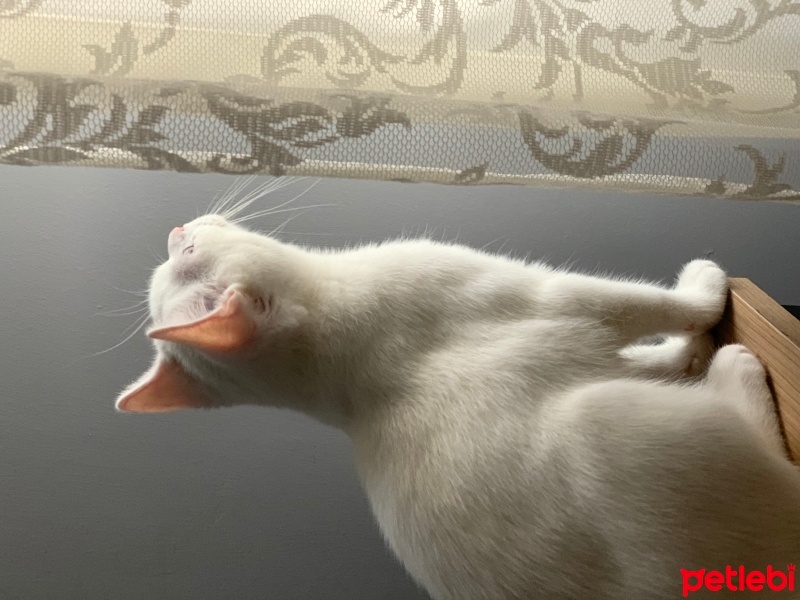 British Shorthair, Kedi  Sütlaç fotoğrafı
