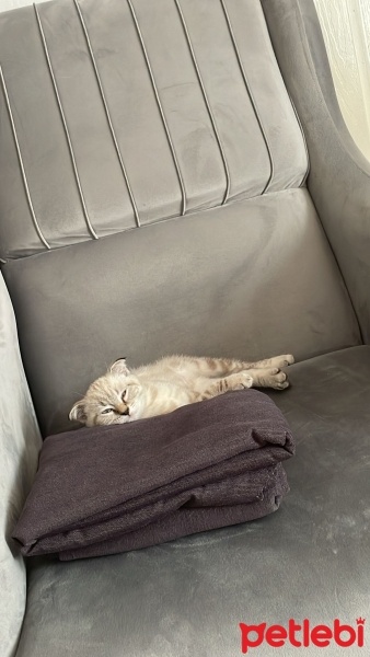 Scottish Fold, Kedi  Patik fotoğrafı