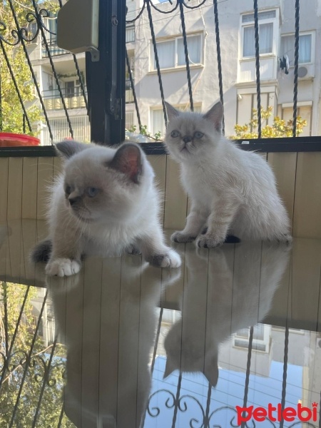 British Shorthair, Kedi  Yavru kedi fotoğrafı
