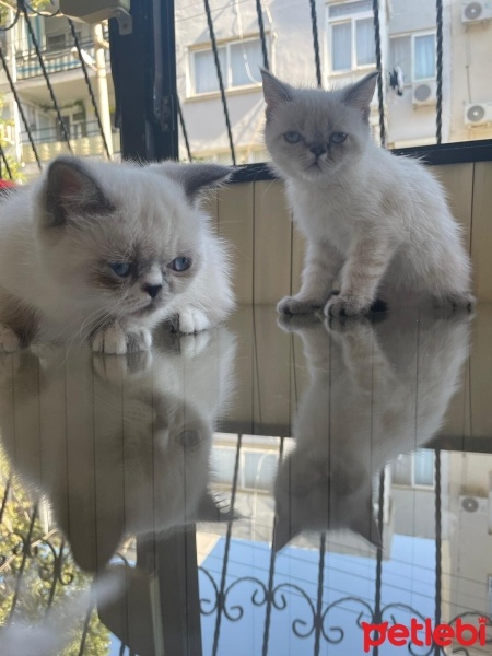 British Shorthair, Kedi  Yavru kedi fotoğrafı