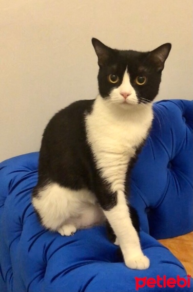 Tuxedo (Smokin) Kedi, Kedi  Mia fotoğrafı