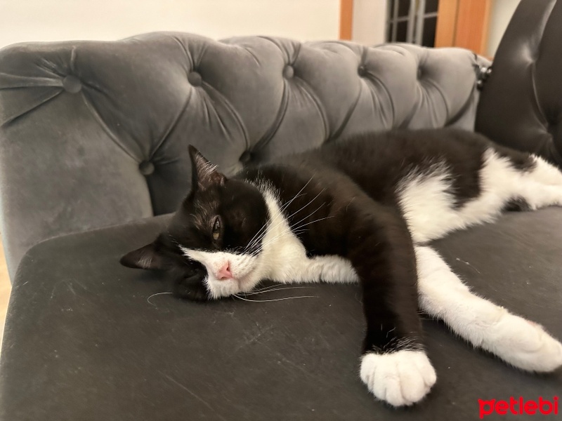 Tuxedo (Smokin) Kedi, Kedi  Mia fotoğrafı