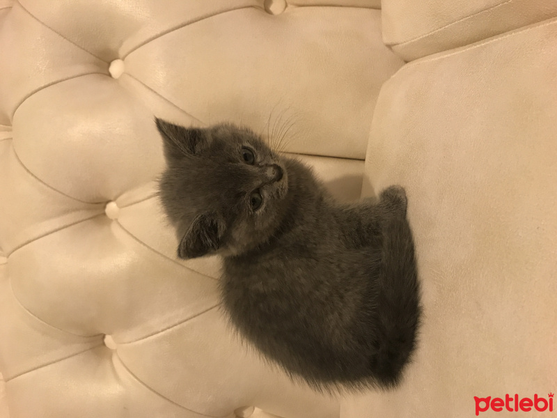 British Shorthair, Kedi  GÜMÜŞ fotoğrafı