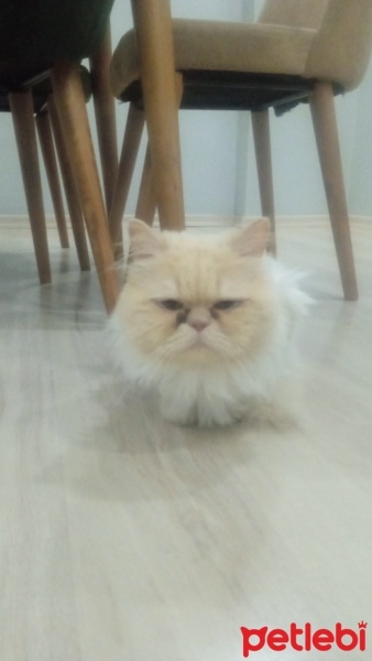 İran Kedisi (Persian), Kedi  Pasa fotoğrafı