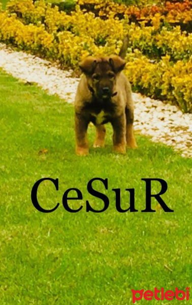 Alman Çoban Köpeği, Köpek  Cesur fotoğrafı