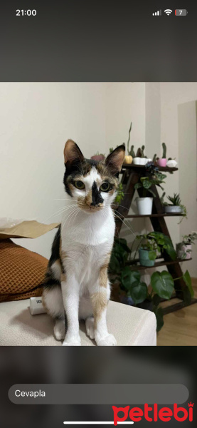 Tekir Kedi, Kedi  Serafin fotoğrafı