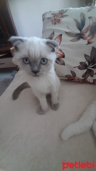 Scottish Fold, Kedi  Pamuk fotoğrafı