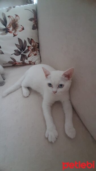 British Shorthair, Kedi  Lokum fotoğrafı