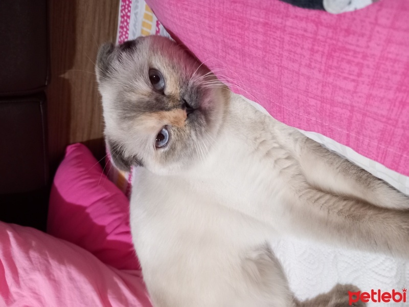 Scottish Fold, Kedi  Pamuk fotoğrafı