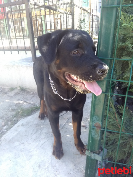 Rottweiler, Köpek  Boss fotoğrafı