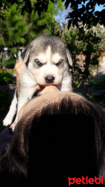 Rottweiler, Köpek  Boss fotoğrafı