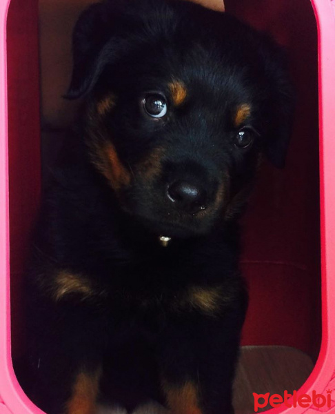 Rottweiler, Köpek  Boss fotoğrafı