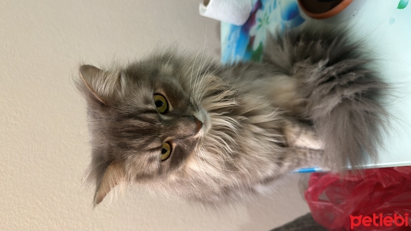 Norwegian Forest, Kedi  Lokum fotoğrafı