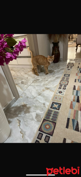 Sarman, Kedi  Garfield fotoğrafı