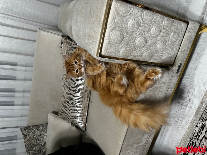 Sarman, Kedi  Garfield fotoğrafı