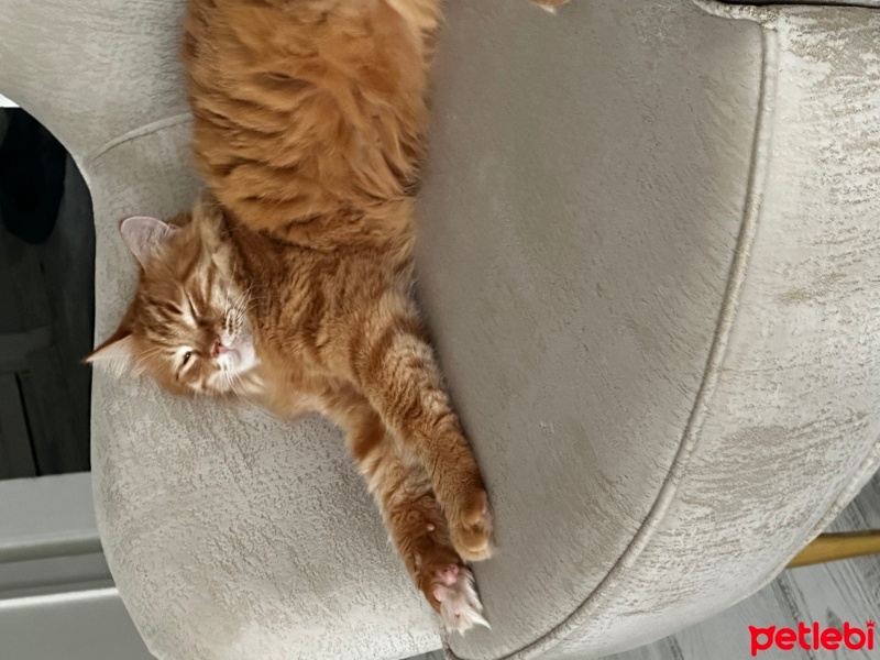 Sarman, Kedi  Garfield fotoğrafı