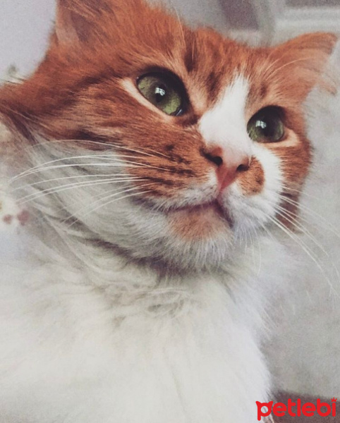 Tekir Kedi, Kedi  Tarçın fotoğrafı